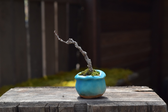 コフジのミニ盆栽
