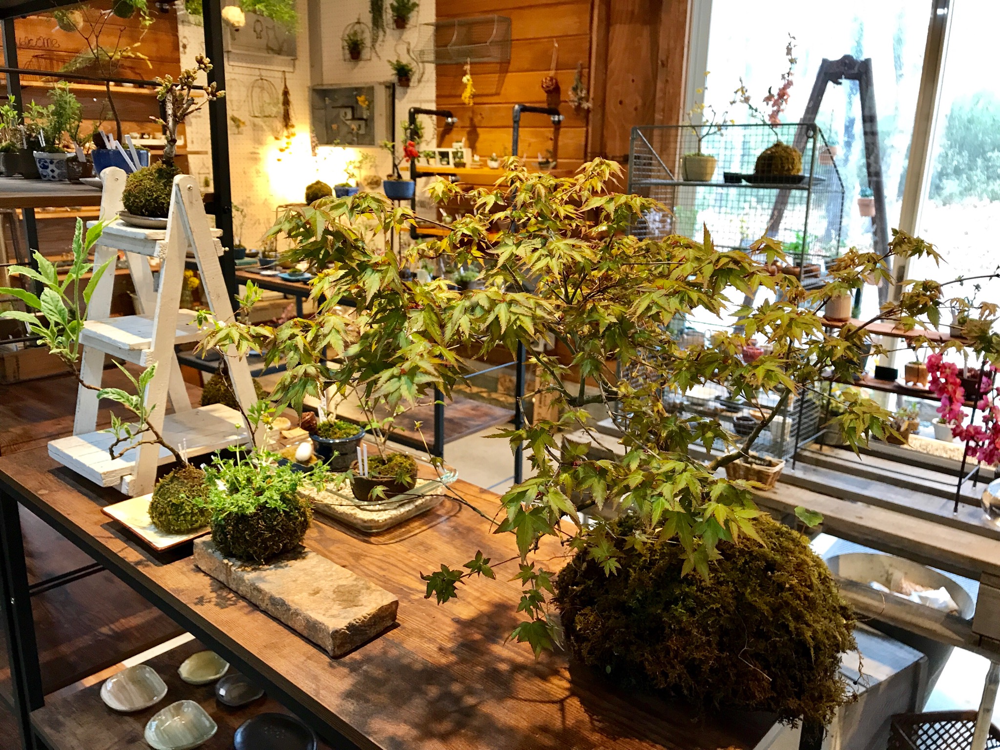 春の苔玉、ミニ盆栽 | 那須 苔屋のブログ